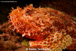 Scorpaena porcus, benthic fish... by Enrico Zanzarella 